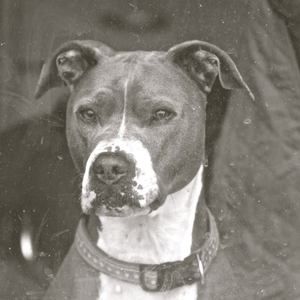 Meet your Posher, Jimmy